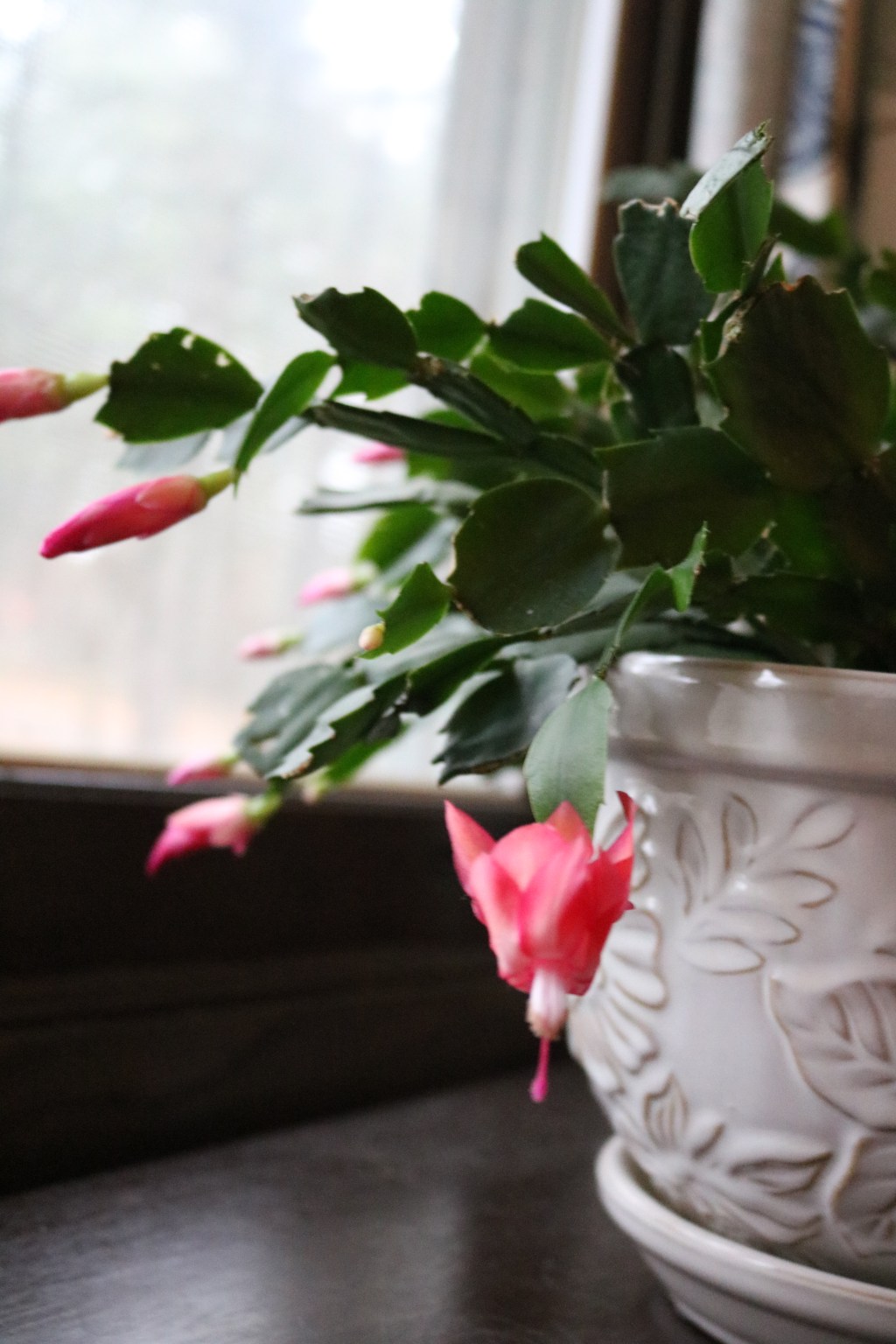 The Best Houseplants